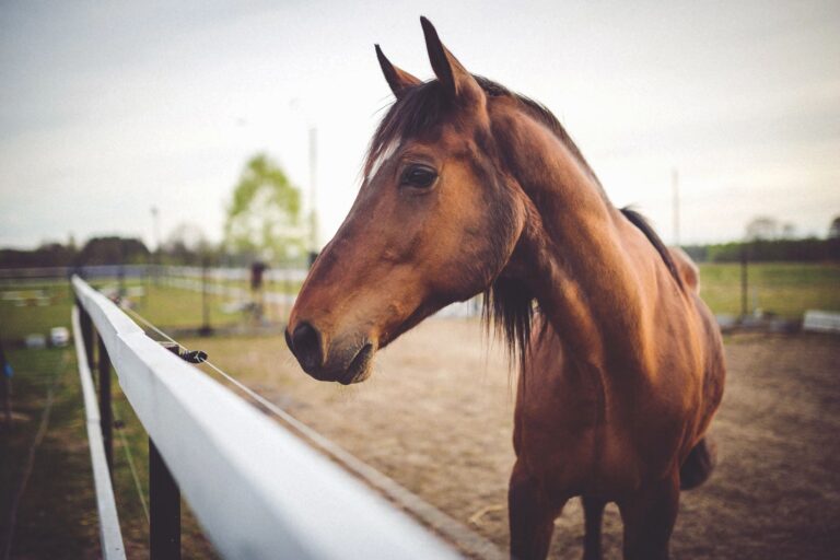 equine farm insurance